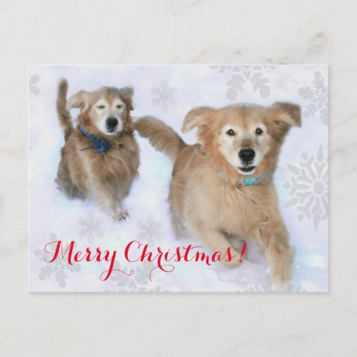 Golden Retrievers Dashing Thru the Snow Christmas Holiday Postcard