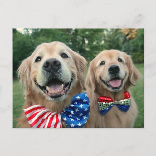 Golden Retrievers in Independence Day Bow Ties Postcard