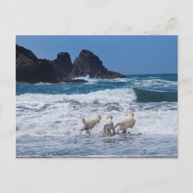 Golden Retrievers Post Card (Front)
