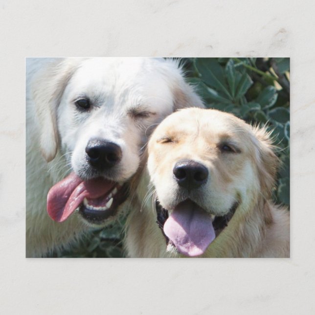 Golden Retrievers postcard (Front)