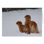 Golden Retrievers Watching (Front Horizontal)