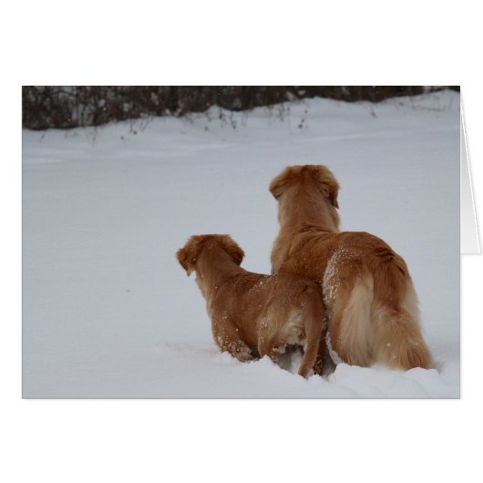 Golden Retrievers Watching Cards (Front Horizontal)