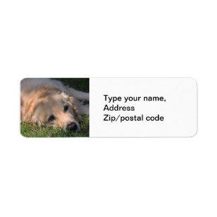 Golden Retriver Resting in the Grass Photo Label