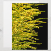 Golden rod gold diamond (Front/Back)