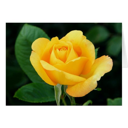 Golden Rose 23 Cards (Front Horizontal)