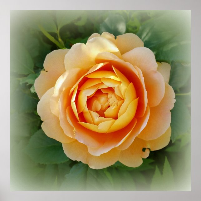 Golden rose poster (Front)