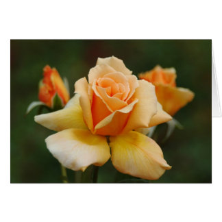 Golden Roses Cards