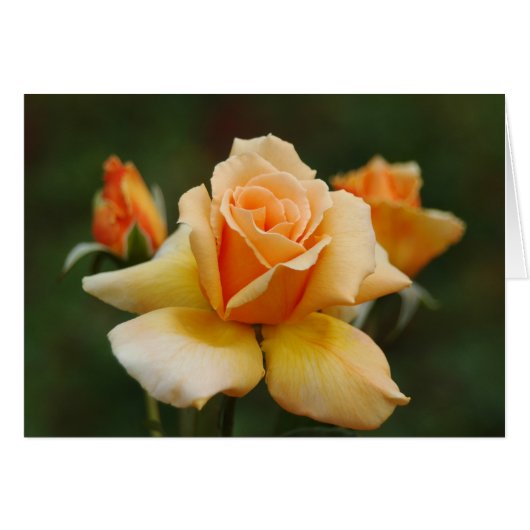 Golden Roses Cards (Front Horizontal)