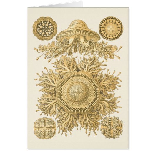 Golden Sea Creatures Cards (Front)