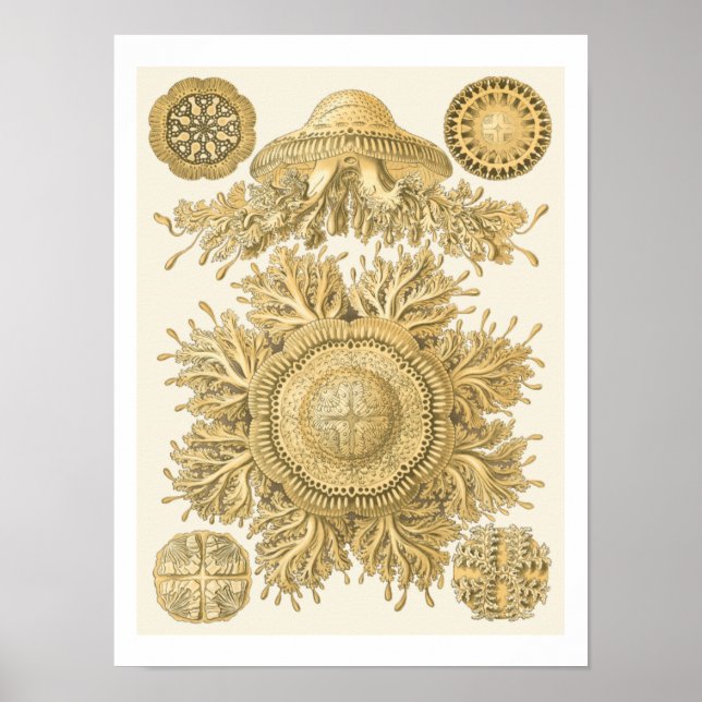 Golden Sea Creatures Poster (Front)