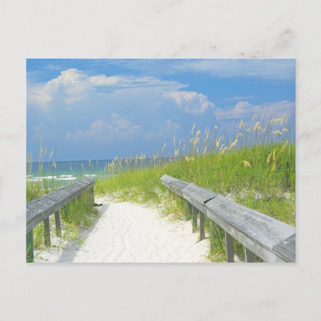 Golden Sea Oats Postcard (Front)
