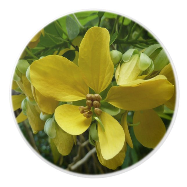 Golden Shower Tree Tropical Yellow Floral Ceramic Knob (Front)
