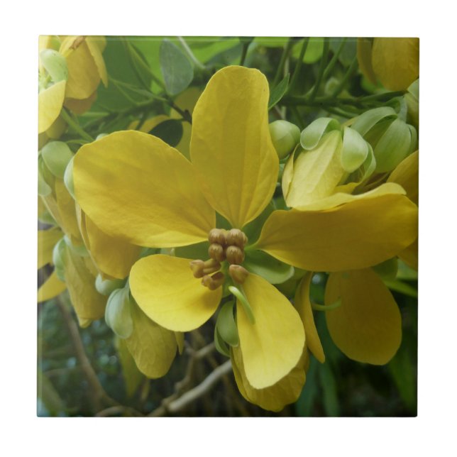 Golden Shower Tree Tropical Yellow Floral Ceramic Tile (Front)