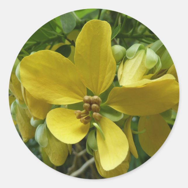 Golden Shower Tree Tropical Yellow Floral Classic Round Sticker (Front)