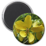 Golden Shower Tree Tropical Yellow Floral Magnet
