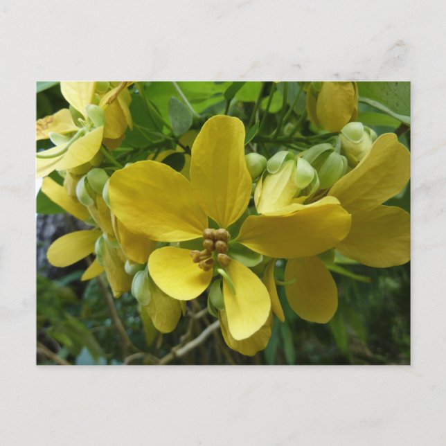 Golden Shower Tree Tropical Yellow Floral Postcard (Front)