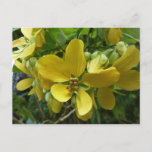 Golden Shower Tree Tropical Yellow Floral Postcard