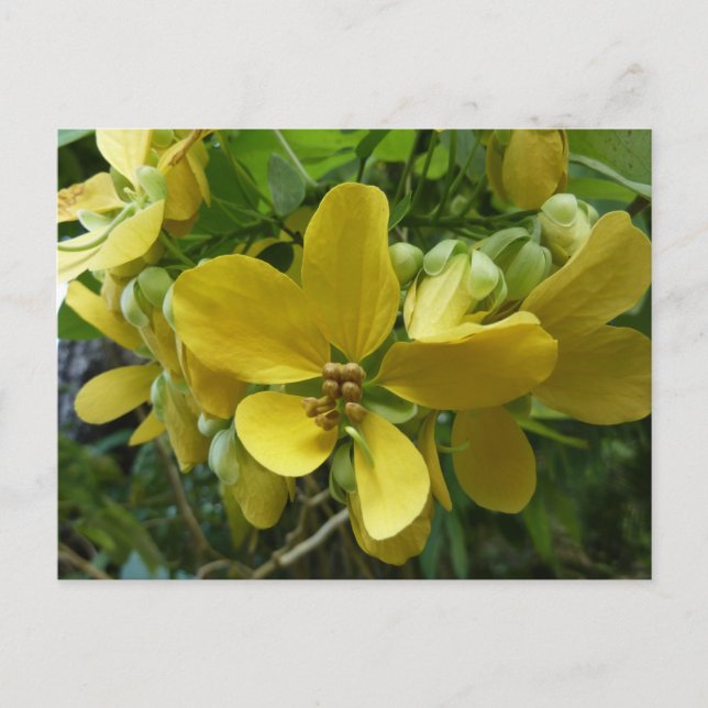 Golden Shower Tree Tropical Yellow Floral Postcard (Front)