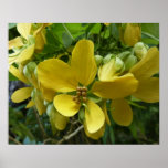 Golden Shower Tree Tropical Yellow Floral Poster