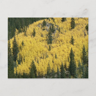 Golden Slope Postcard