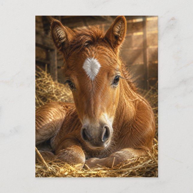 Golden Slumber gentle Foal Postcard (Front)