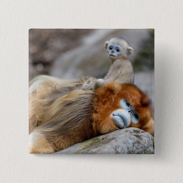 Golden Snub-nosed Monkey Dad with Baby Button (Front)