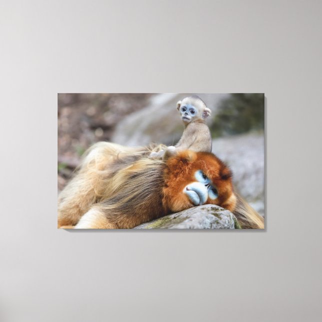 Golden Snub-nosed Monkey Dad with Baby Canvas Print (Front)