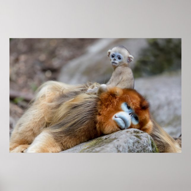 Golden Snub-nosed Monkey Dad with Baby Poster (Front)