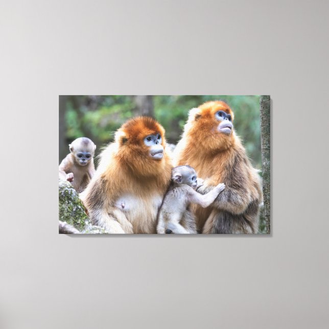 Golden Snub-nosed Monkey Family Canvas Print (Front)