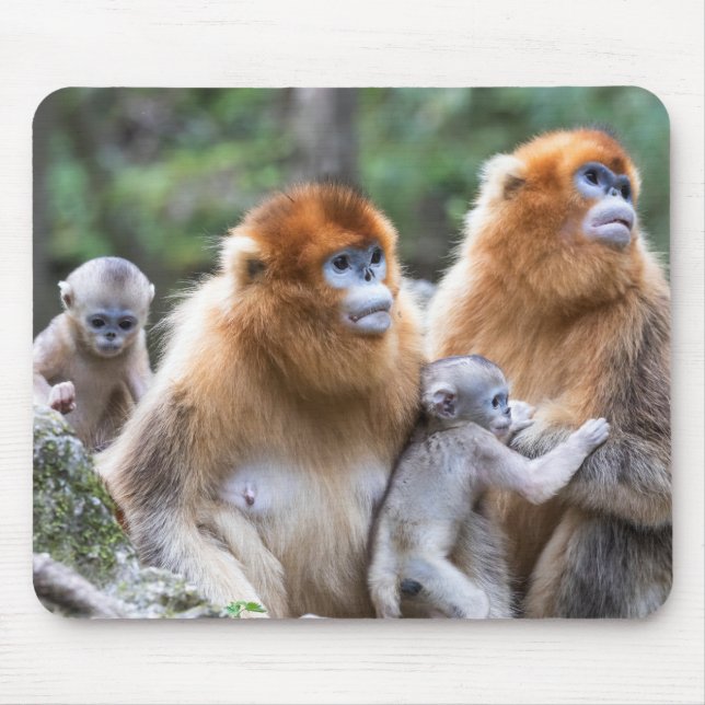 Golden Snub-nosed Monkey Family Mouse Pad (Front)
