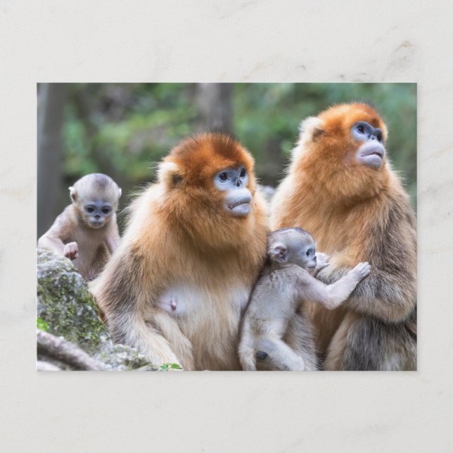 Golden Snub-nosed Monkey Family Postcard (Front)