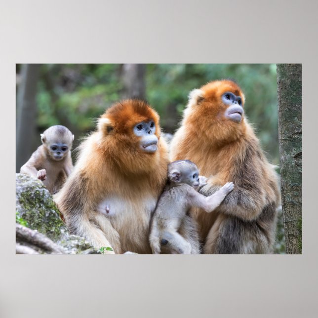 Golden Snub-nosed Monkey Family Poster (Front)