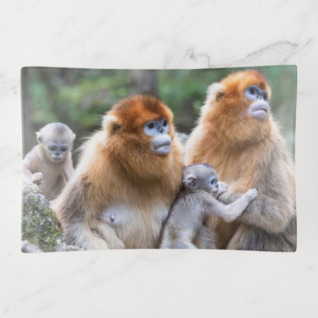 Golden Snub-nosed Monkey Family Trinket Tray (Front)