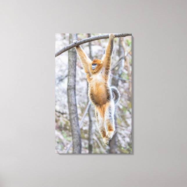 Golden Snub-nosed Monkey Swinging on Branch Canvas Print (Front)