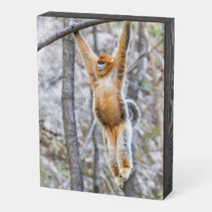 Golden Snub-nosed Monkey Swinging on Branch Wooden Box Sign