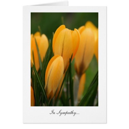 Golden Spring Crocuses - In Sympathy Card