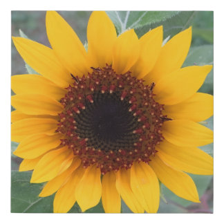 Golden Sunflower Close-Up Faux Canvas Print