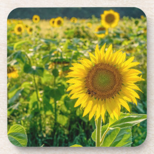 Golden Sunflower Field Beverage Coaster
