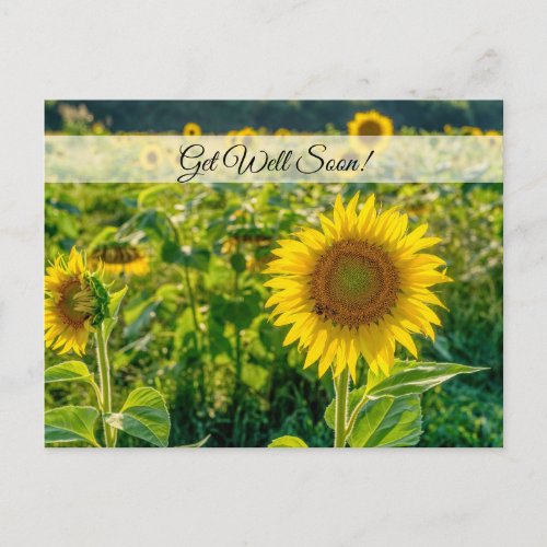 Golden Sunflower Field Get Well Soon Postcard