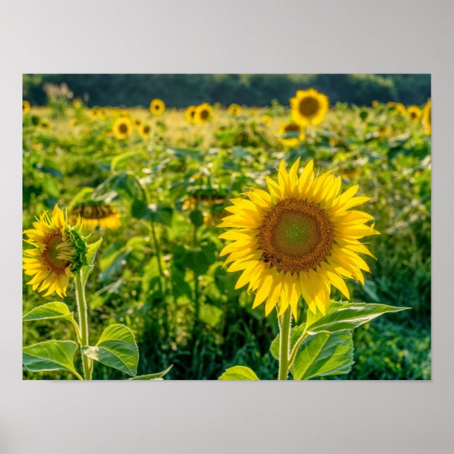 Golden Sunflower Field Poster (Front)