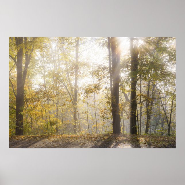 Golden sunlight through autumn trees poster (Front)