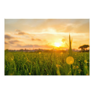 Golden Sunrise Over Dewy Field | Nature Photo Print
