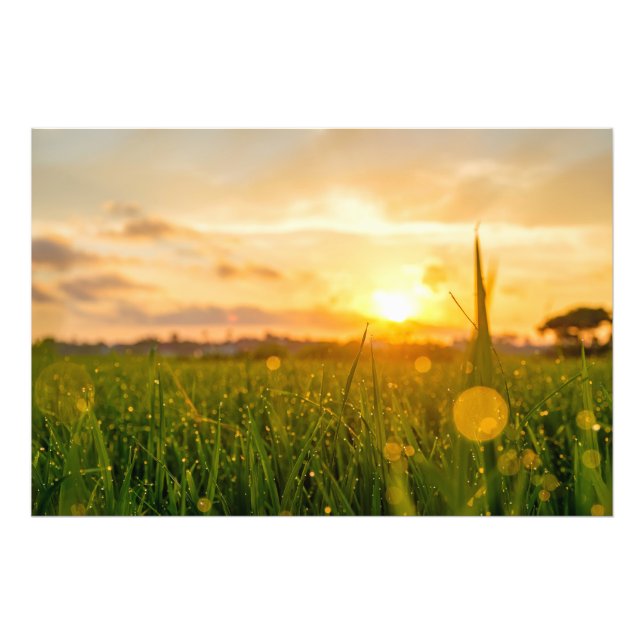 Golden Sunrise Over Dewy Field | Nature  Photo Print (Front)