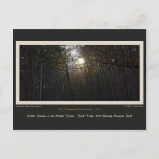 Golden Sunrise Winter Forest Centennial Ed Postcard