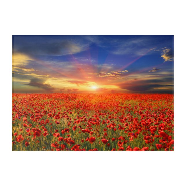 Golden Sunset Against Blue Sky Red Poppy           Acrylic Print (Front)