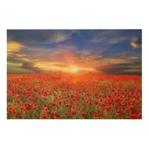 Golden Sunset Against Blue Sky Red Poppy