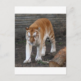 Golden Tabby Tiger 1 Postcard
