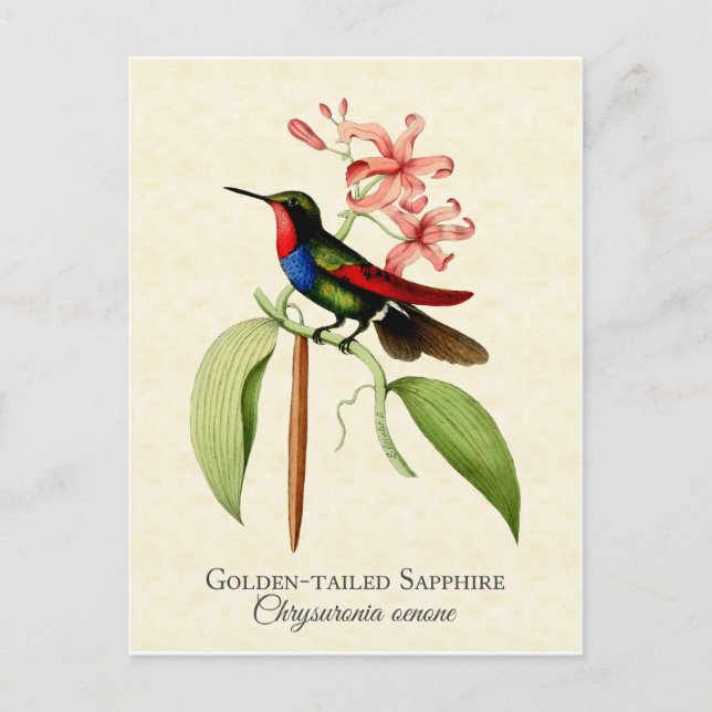 Golden Tailed Sapphire Hummingbird Art Postcard (Front)