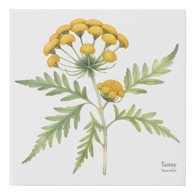 Golden Tansy Botanical Print (Front)