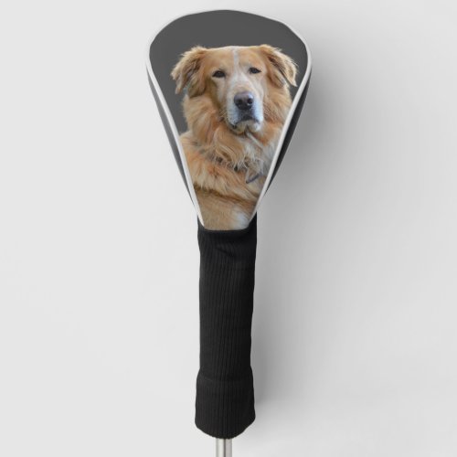 Golden Tetriever Isolated Dog Golf Head Cover